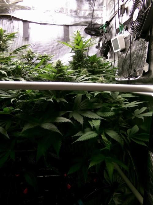 Gelato (GDG24 #2). Week 10 - Day 70