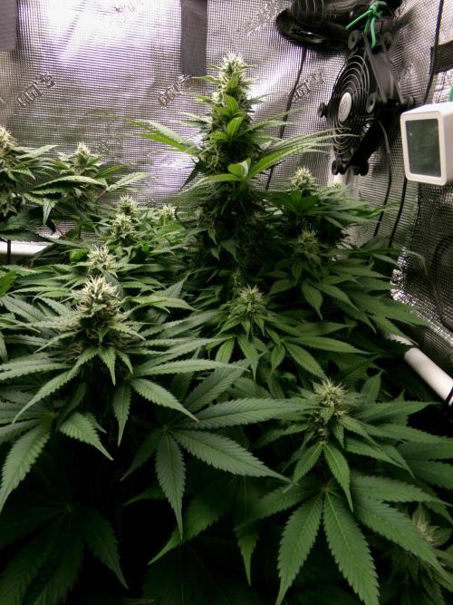 Gelato (GDG24 #2). Week 10