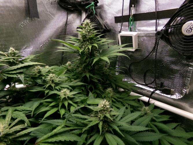 Gelato (GDG24 #2). Week 10