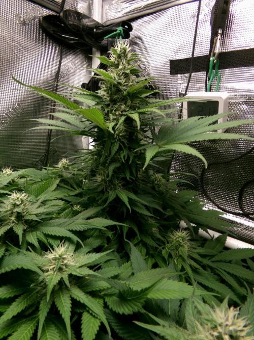 Gelato (GDG24 #2). Week 10