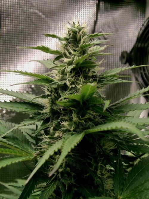 Gelato (GDG24 #2). Week 10