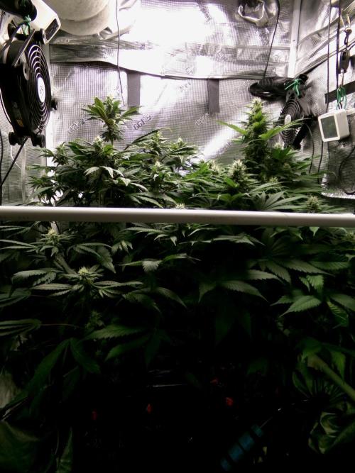 Gelato (GDG24 #2). Week 10