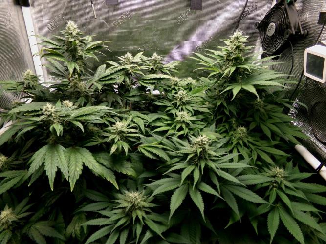 Gelato (GDG24 #2). Week 10