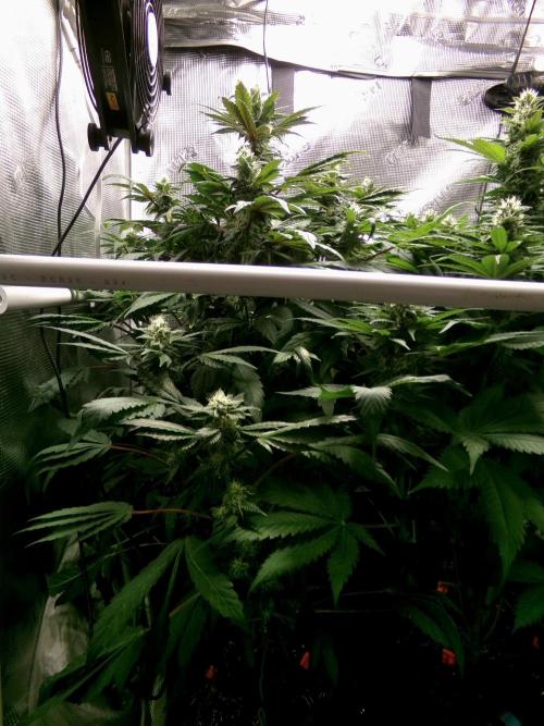 Biscotti Gelato (GDG 24 #1). Week 12 - Day 80