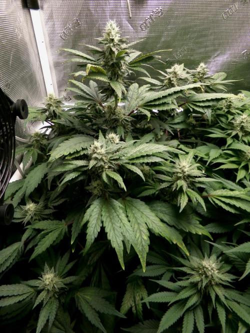 Biscotti Gelato (GDG 24 #1). Week 12