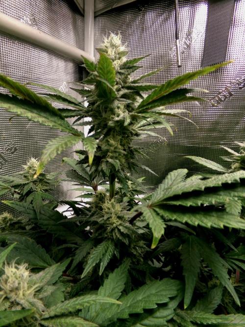 Biscotti Gelato (GDG 24 #1). Week 12