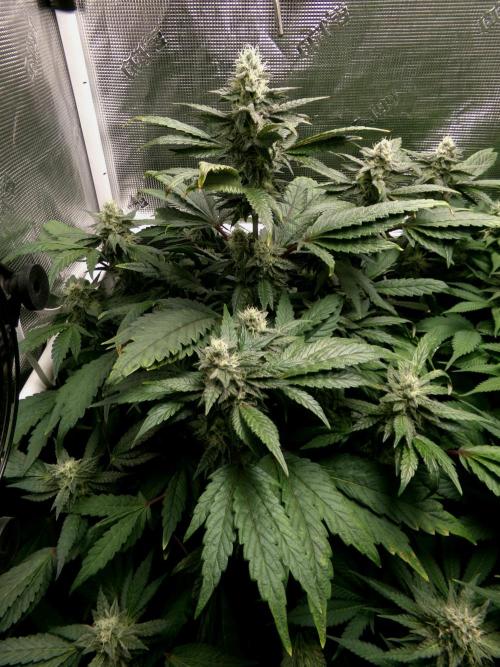 Biscotti Gelato (GDG 24 #1). Week 12