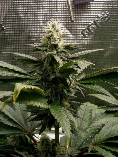 Biscotti Gelato (GDG 24 #1). Week 12