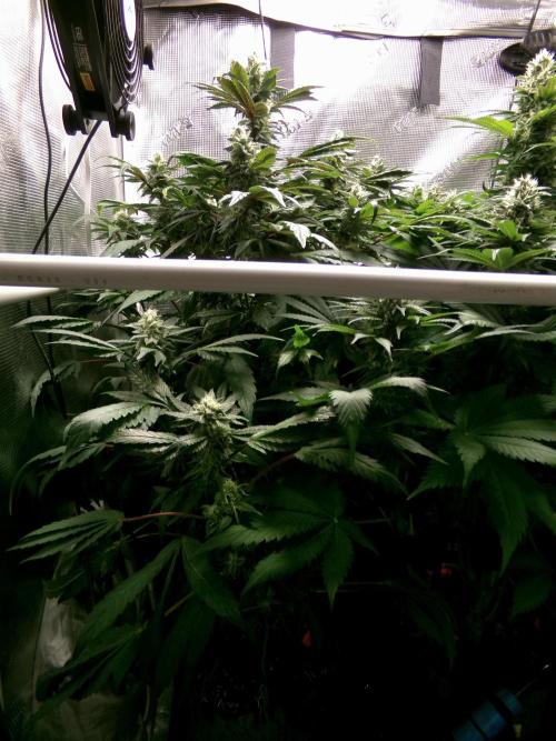 Biscotti Gelato (GDG 24 #1). Week 12 - Day 84