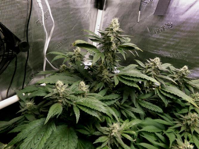 Biscotti Gelato (GDG 24 #1). Week 12