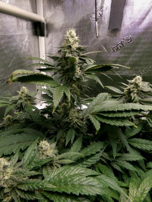 Biscotti Gelato (GDG 24 #1). Week 12