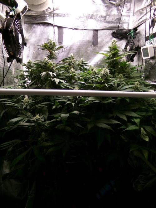 Biscotti Gelato (GDG 24 #1). Week 12