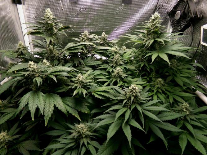 Biscotti Gelato (GDG 24 #1). Week 12