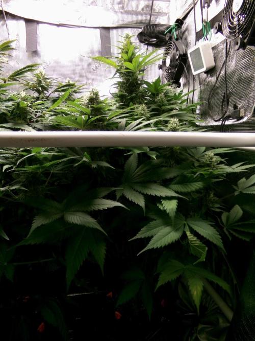 Gelato (GDG24 #2). Week 11 - Day 73