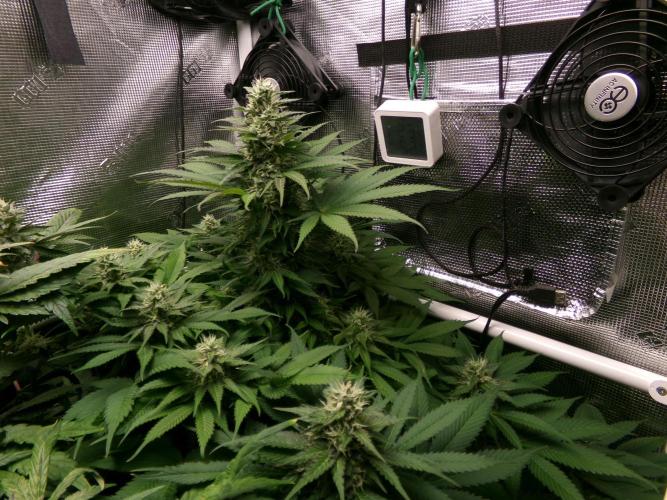 Gelato (GDG24 #2). Week 11