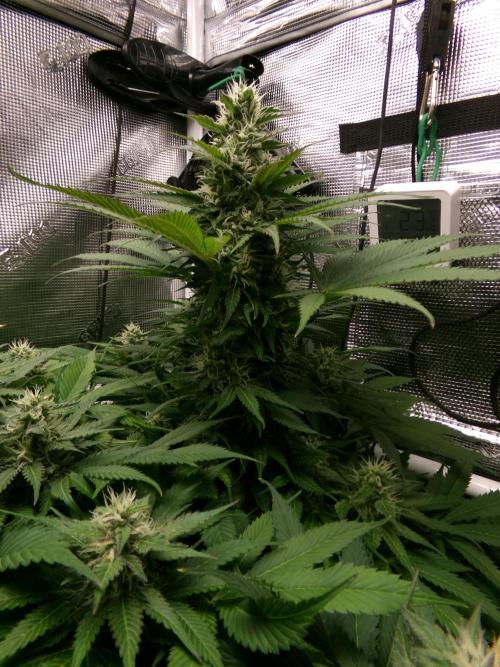 Gelato (GDG24 #2). Week 11