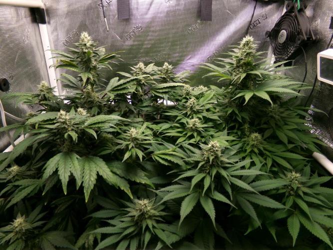 Gelato (GDG24 #2). Week 11