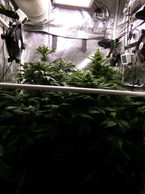 Gelato (GDG24 #2). Week 11