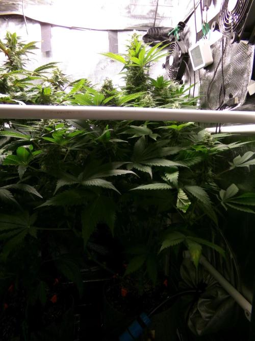 Gelato (GDG24 #2). Week 11 - Day 75