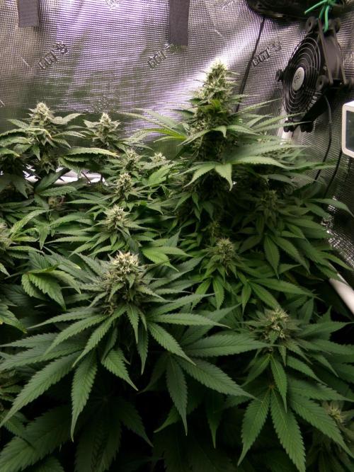 Gelato (GDG24 #2). Week 11