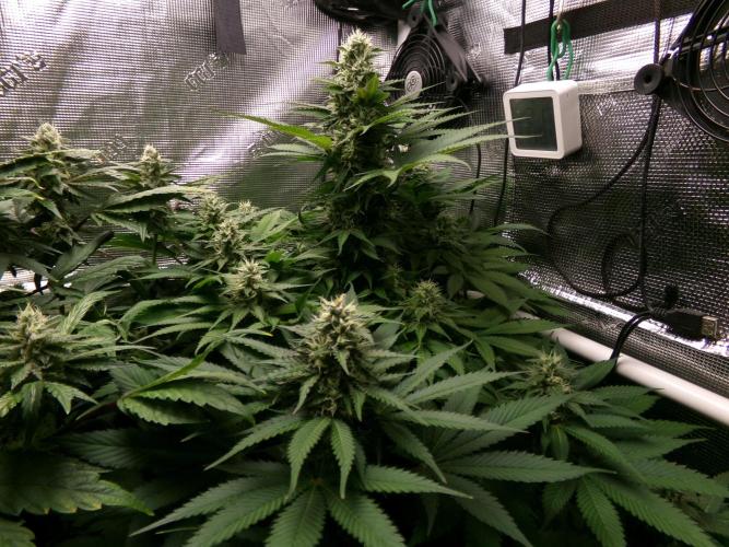 Gelato (GDG24 #2). Week 11