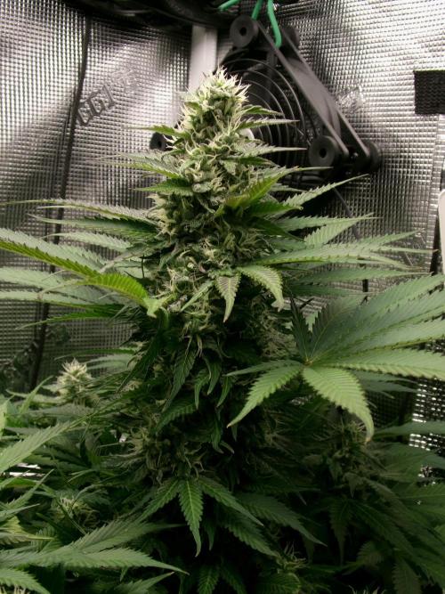 Gelato (GDG24 #2). Week 11