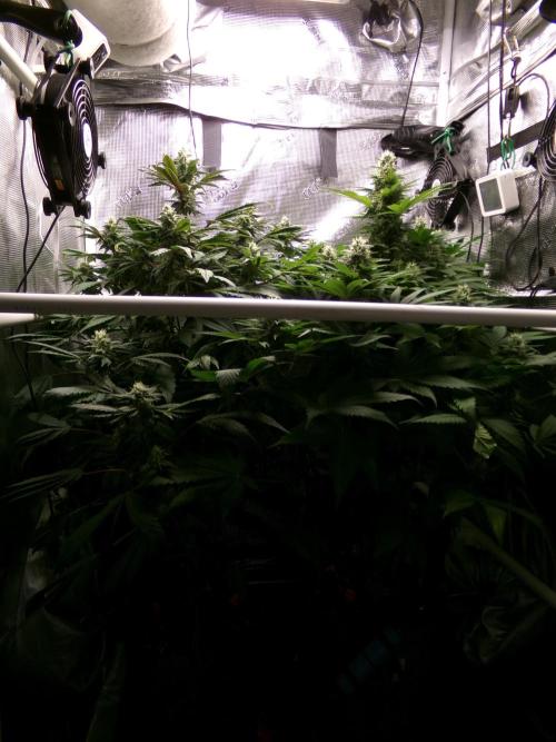 Gelato (GDG24 #2). Week 11