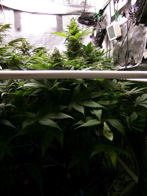 Gelato (GDG24 #2). Week 11 - Day 77