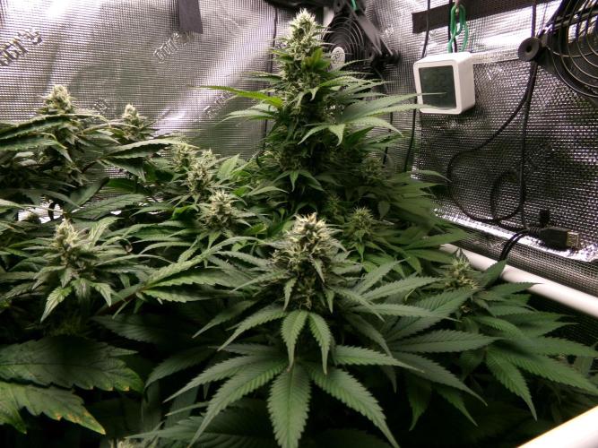 Gelato (GDG24 #2). Week 11