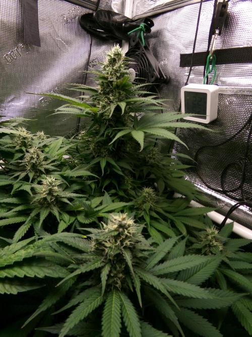 Gelato (GDG24 #2). Week 11