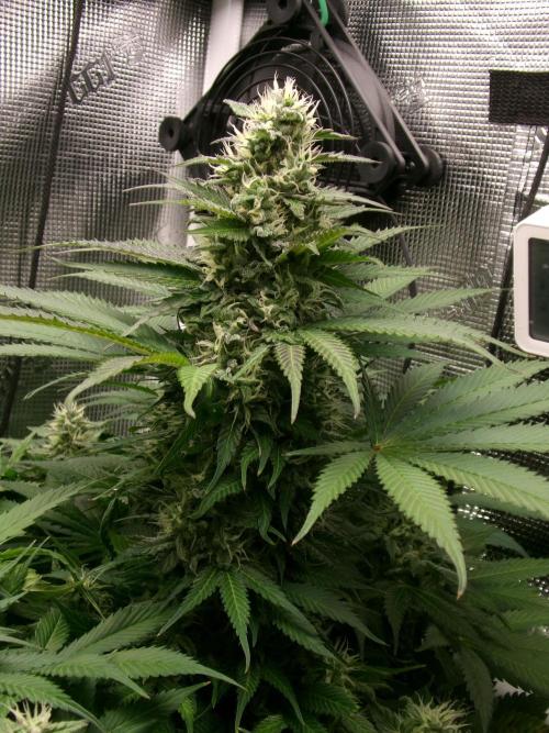 Gelato (GDG24 #2). Week 11