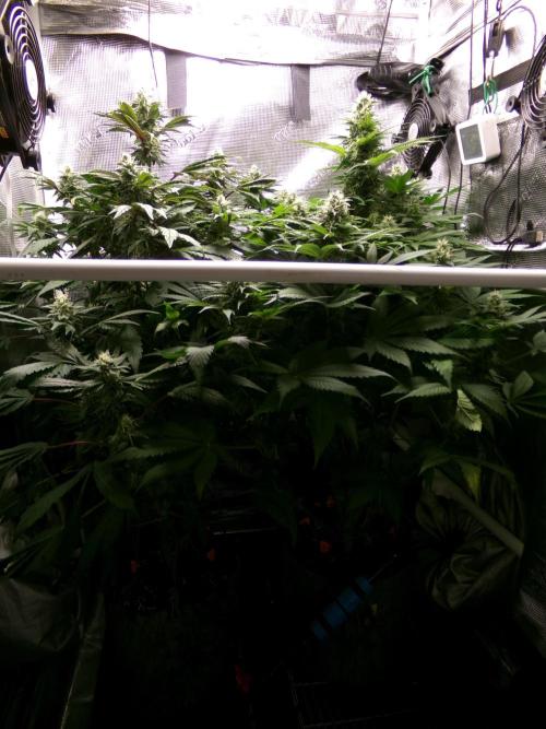 Gelato (GDG24 #2). Week 11