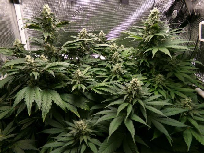 Gelato (GDG24 #2). Week 11