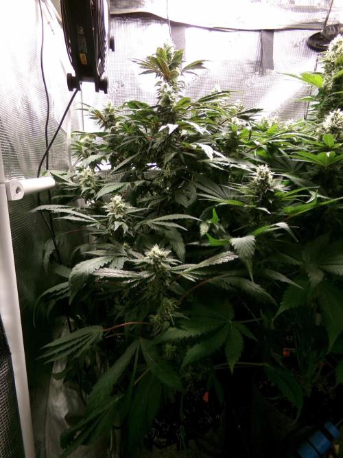 Biscotti Gelato (GDG 24 #1). Week 13 - Day 86