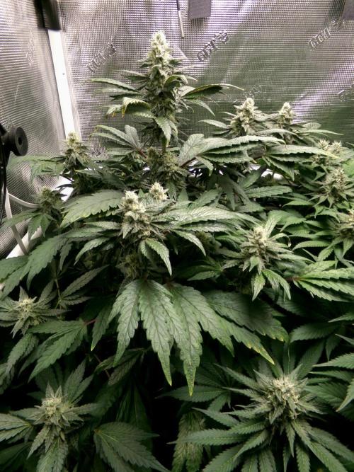 Biscotti Gelato (GDG 24 #1). Week 13