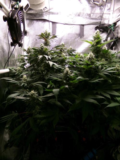 Biscotti Gelato (GDG 24 #1). Week 13