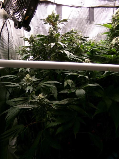 Biscotti Gelato (GDG 24 #1). Week 13 - Day 89