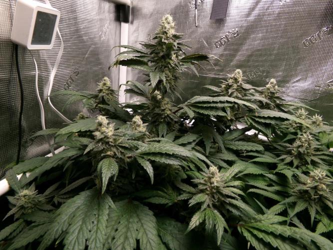 Biscotti Gelato (GDG 24 #1). Week 13