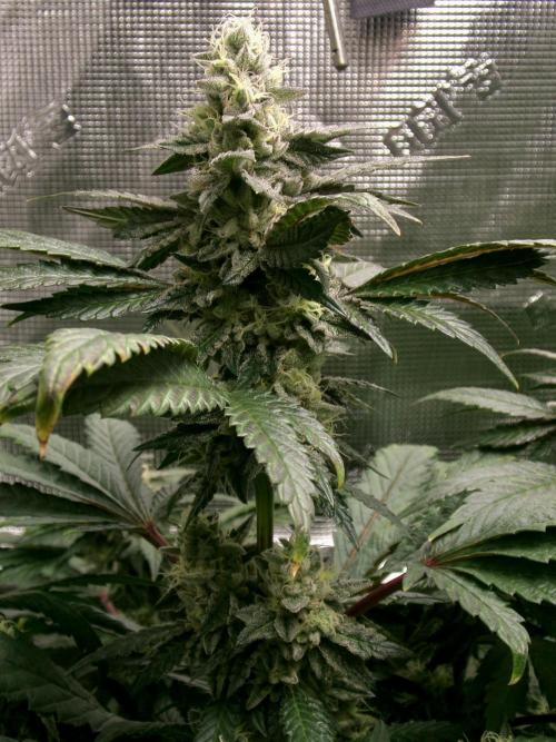 Biscotti Gelato (GDG 24 #1). Week 13