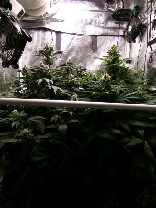 Biscotti Gelato (GDG 24 #1). Week 13