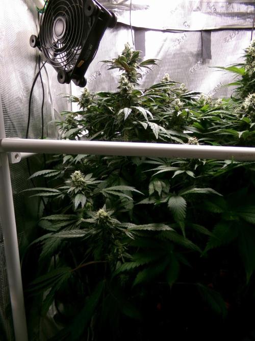 Biscotti Gelato (GDG 24 #1). Week 13 - Day 91