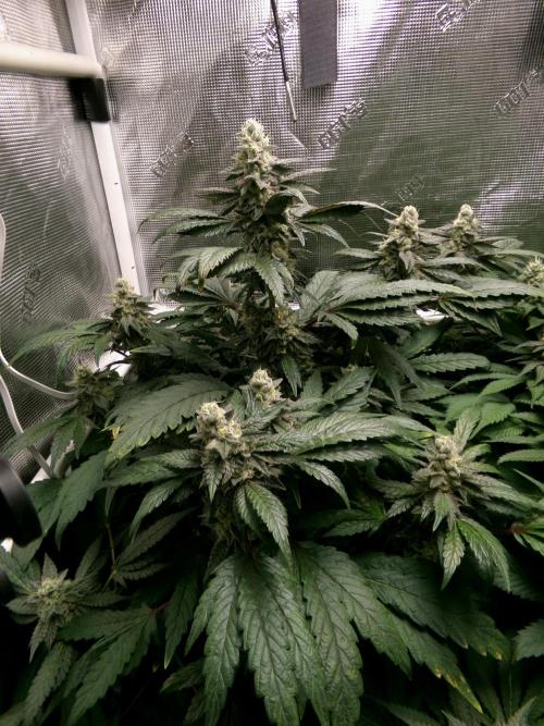 Biscotti Gelato (GDG 24 #1). Week 13