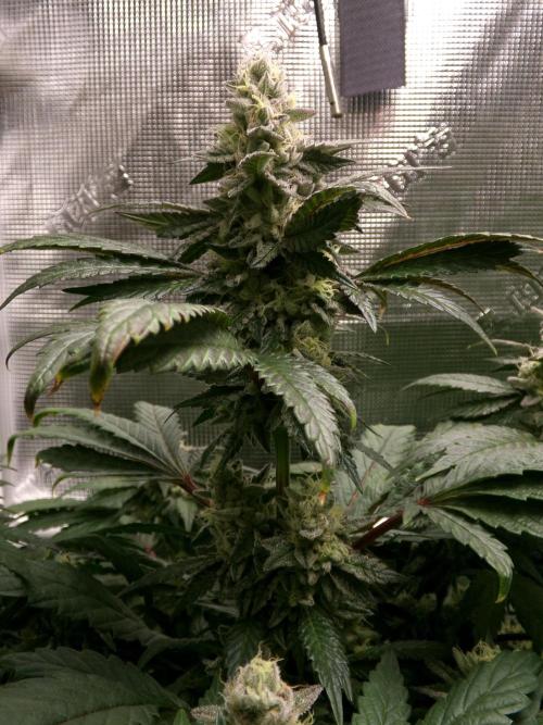 Biscotti Gelato (GDG 24 #1). Week 13