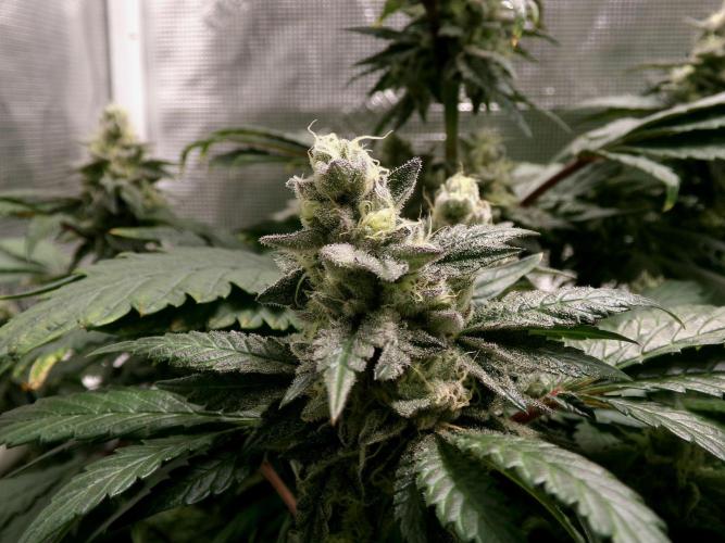 Biscotti Gelato (GDG 24 #1). Week 13