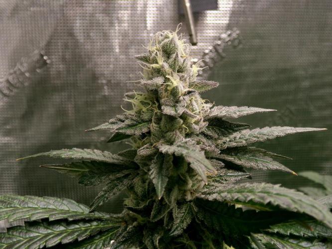 Biscotti Gelato (GDG 24 #1). Week 13