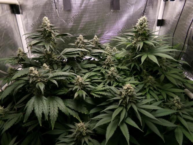 Biscotti Gelato (GDG 24 #1). Week 13