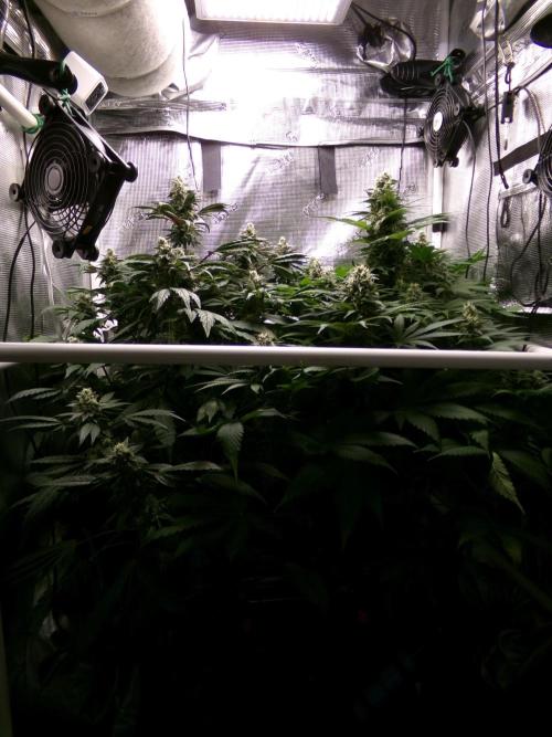 Biscotti Gelato (GDG 24 #1). Week 13