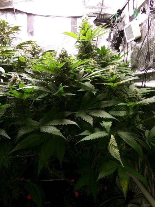 Gelato (GDG24 #2). Week 12 - Day 79
