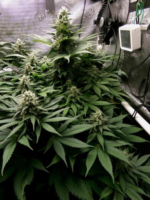 Gelato (GDG24 #2). Week 12