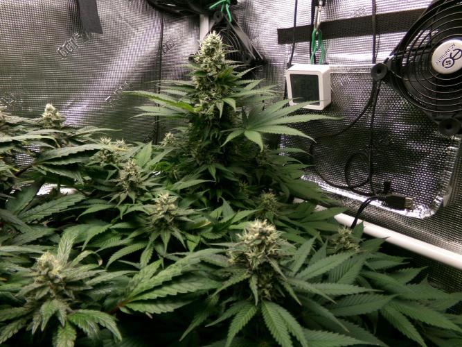 Gelato (GDG24 #2). Week 12